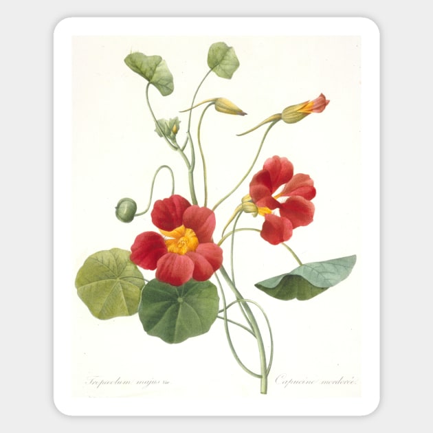 Tropaeolum majus (Garden Nasturtium) by Pierre-Joseph Redoute Sticker by Classic Art Stall